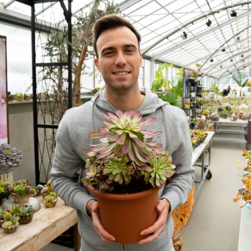 Aeonium arboreum “Mardi Gras”