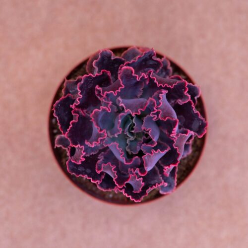 Echeveria shaviana 'Pink Frills'