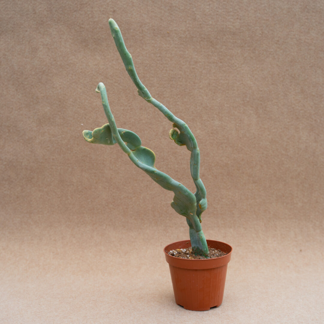 Pedilanthus macrocarpus Ø 12