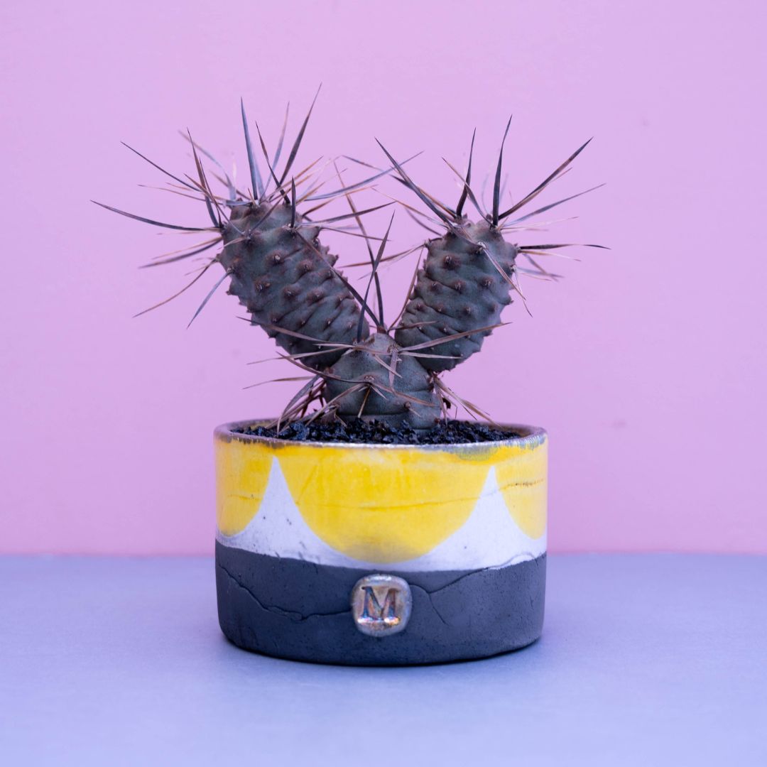 Tephrocactus articulatus 'Black Thorn' Tephrocactus articulatus 'Black Thorn'