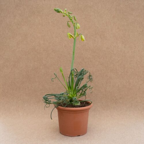Albuca spiralis