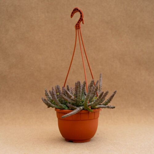 Huernia pendula pot Ø 14 cm