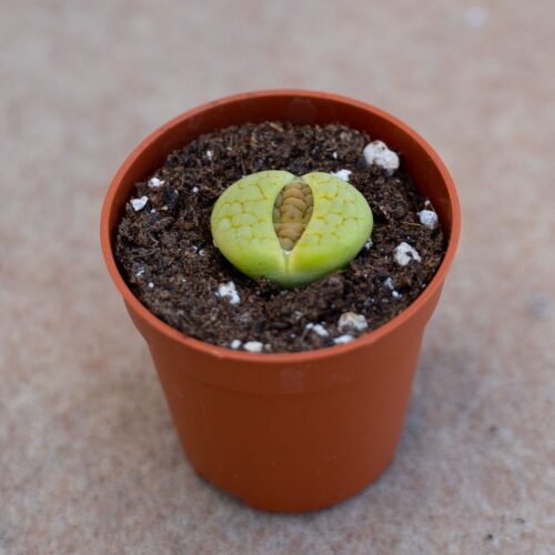 Lithops hookeri v. lutea 'Aubarede' C 038A