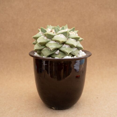 Ariocarpus cauliflower Ø 20 cm