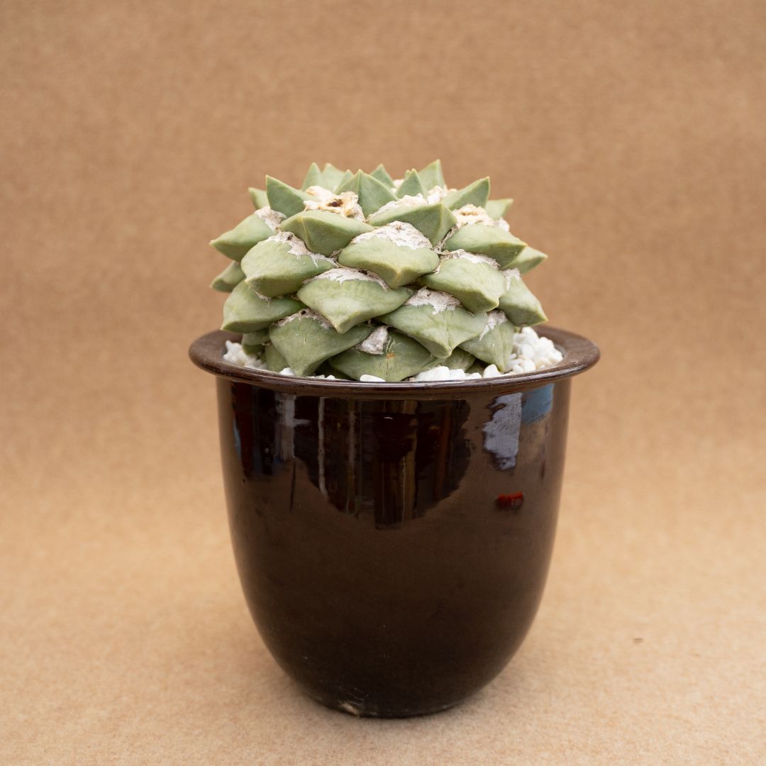 Ariocarpus cauliflower Ø 20 cm