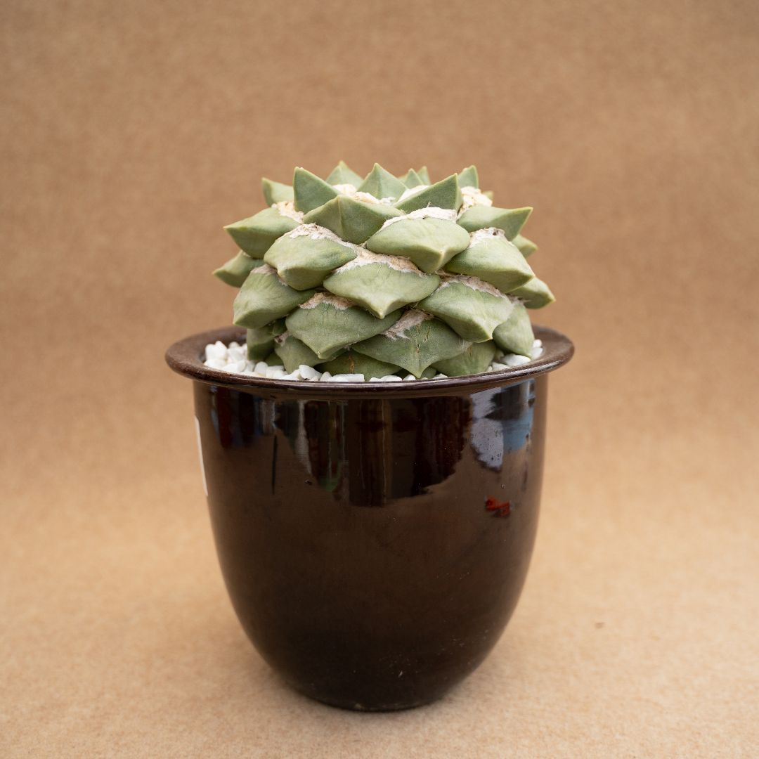 Ariocarpus cauliflower Ø 20 cm – Image 2