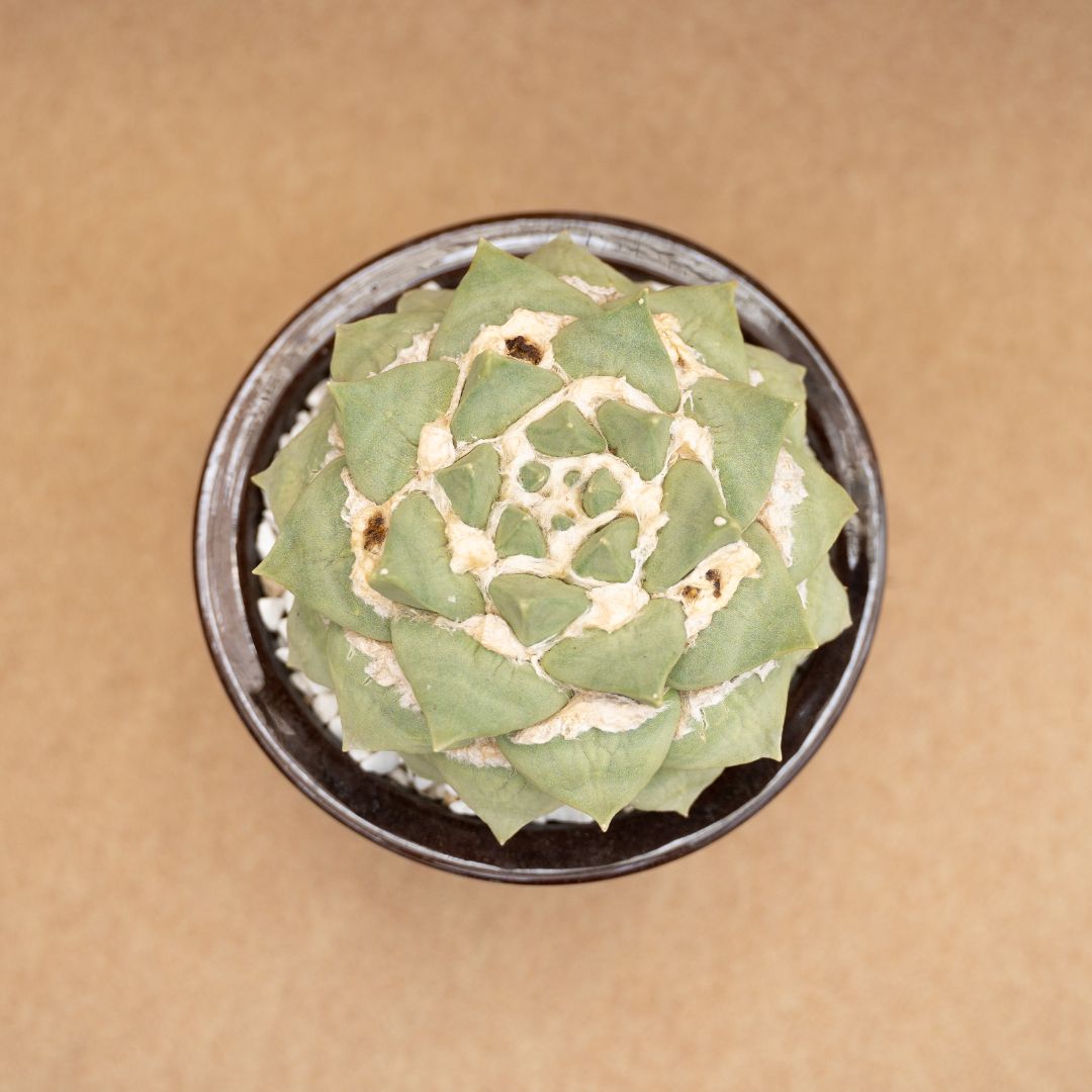 Ariocarpus cauliflower Ø 20 cm – Image 3
