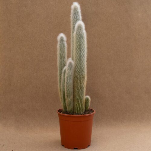 Cleistocactus strausii Ø 17 cm