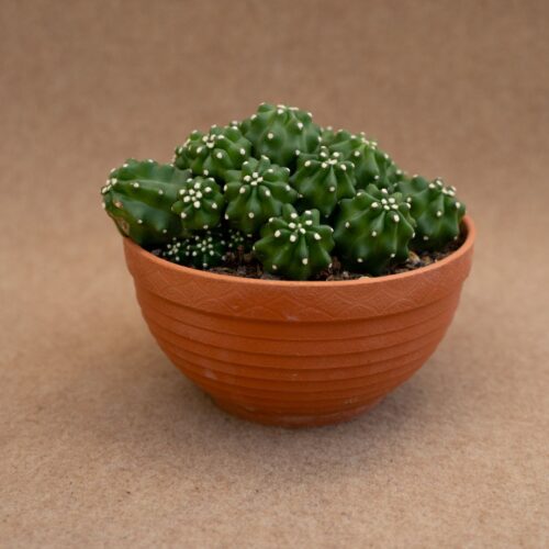 Echinocereus triglochidiatus inermis Ø 17 cm