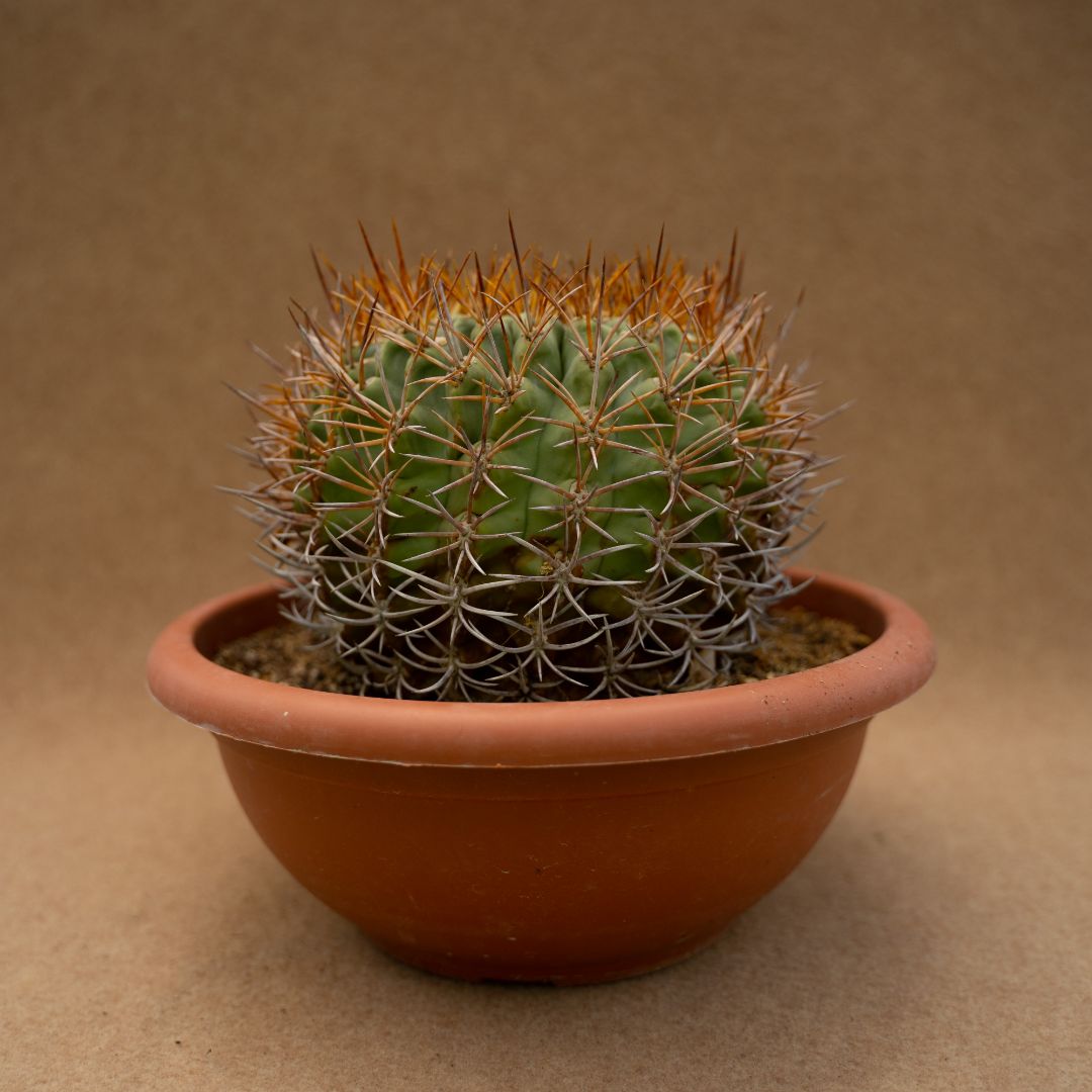 Eriosyce ceratistes Ø 28 cm – Image 2