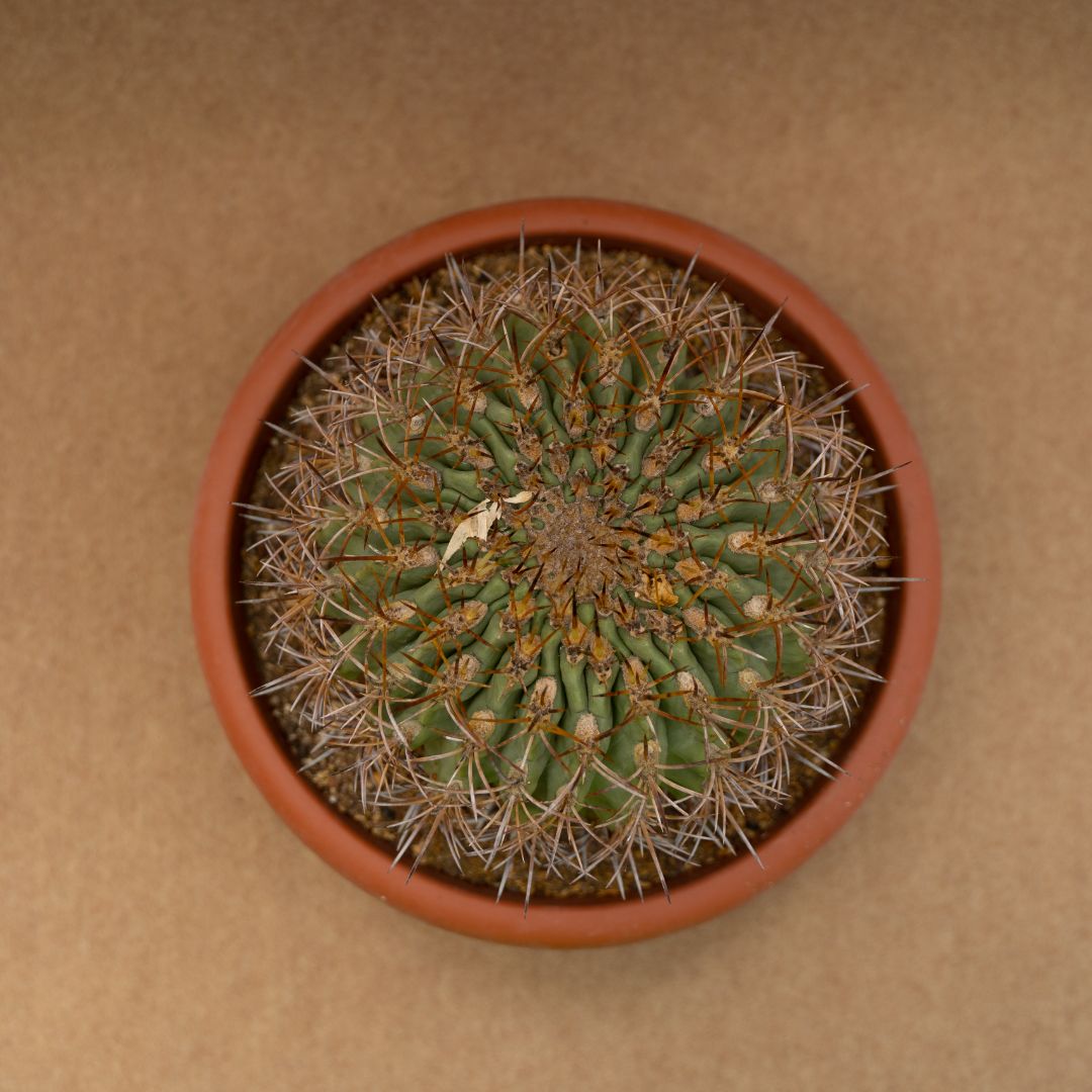Eriosyce ceratistes Ø 28 cm – Image 3