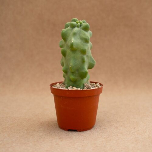 Lophocereus schottii major Mostruoso Ø 10 cm