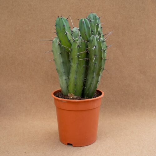 Myrtillocactus geometrizans Ø 21 cm