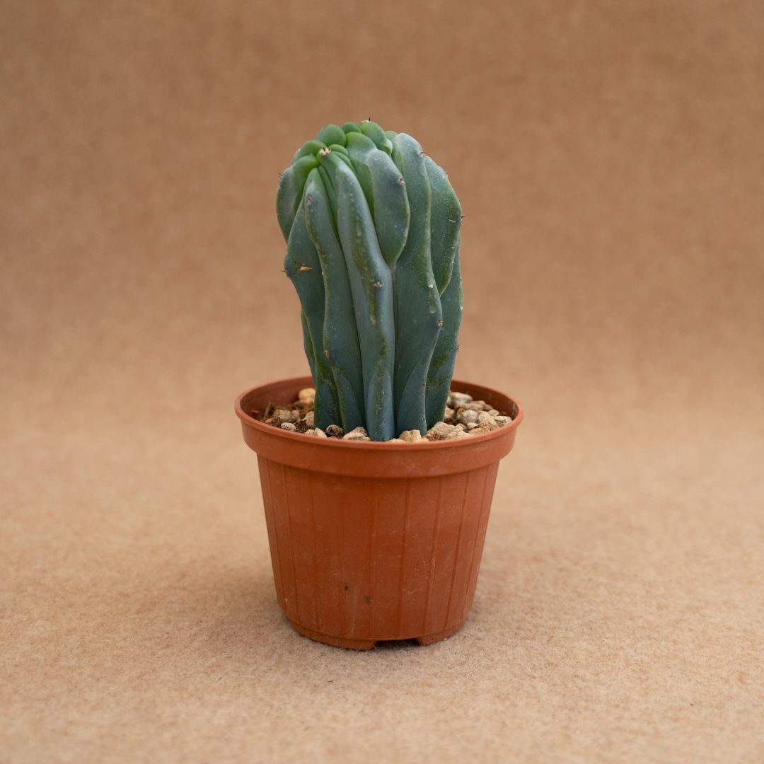 Myrtillocactus geometrizans crestato Ø 10 cm