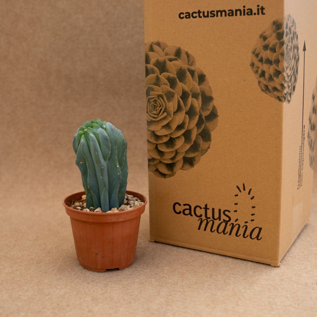 Myrtillocactus geometrizans crestato Ø 10 cm – Image 3