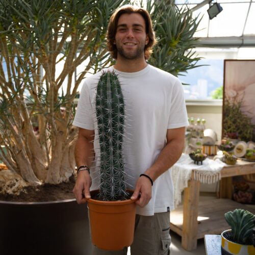 Pachycereus weberi Ø 24 cm