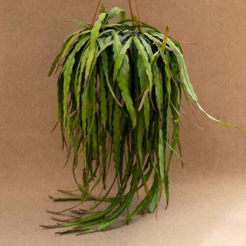Rhipsalis cruciformis in vaso Ø 19 cm