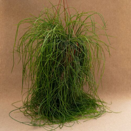 Rhipsalis puniceodiscus in vaso Ø 19