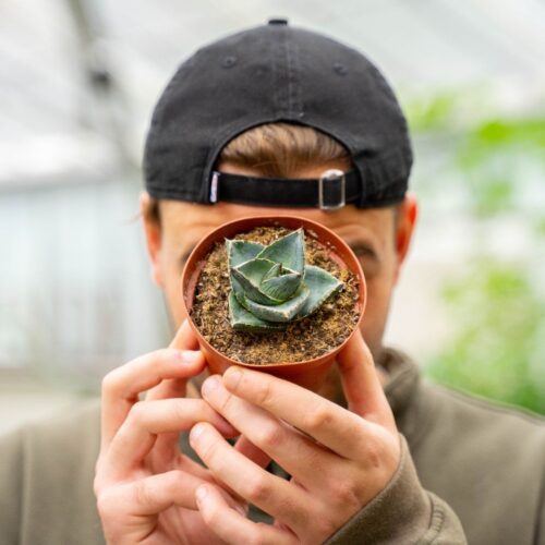 Agave pumila Ø 10,5 cm