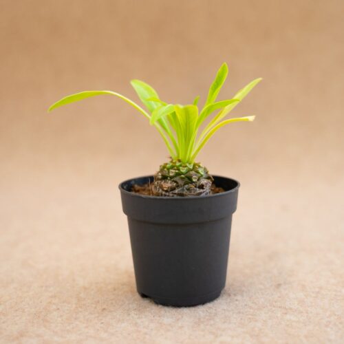 Euphorbia bupleurifolia Ø 6,5 cm