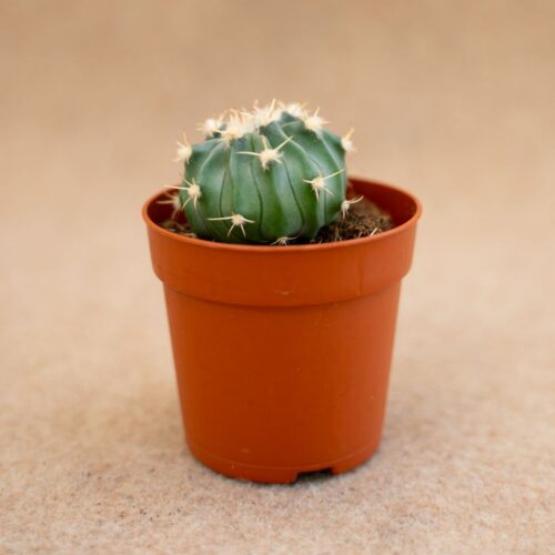 Homalocephala texensis Ø 6,5 cm