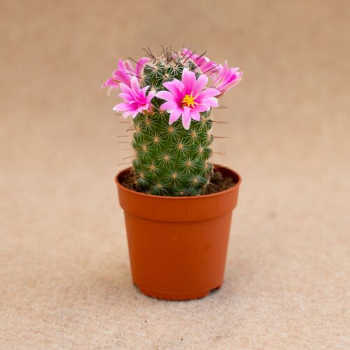 Mammillaria blossfeldiana Ø 6,5 cm