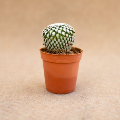 Mammillaria pectinifera (Solisia pectinata) Ø 6,5 cm