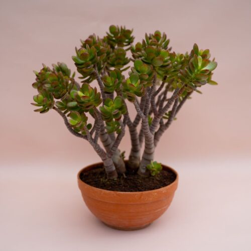 Crassula portulacea minor Ø 20 cm