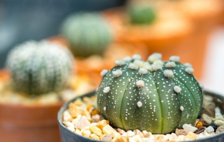 comment entretenir astrophytum