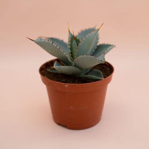 Agave pygmaea Dragon Toes Ø 10 cm
