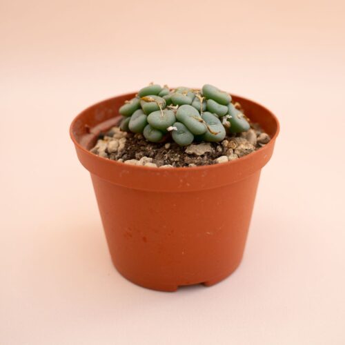 Conophytum wettsteinii Ø 10,5 cm