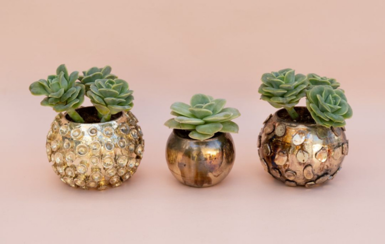 entretien plante succulente echeveria