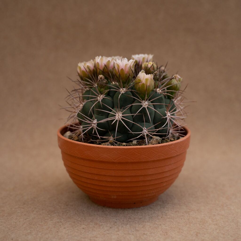 Gymnocalycium saglionis Ø 17 cm