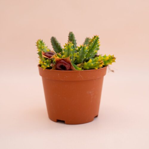 Huernia zebrina variegata Ø 10,5 cm