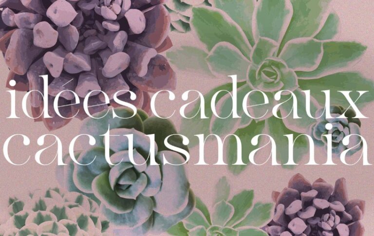 idées cadeaux fêtes succulentes
