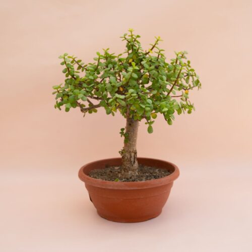 Portulacaria afra Ø 20 cm