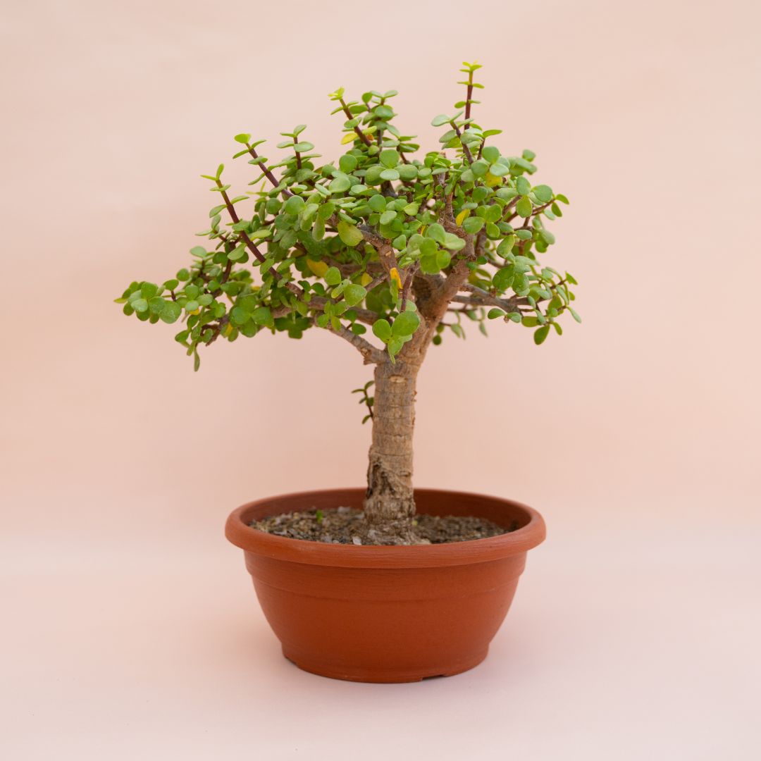 Portulacaria afra Ø 20 cm – Image 2
