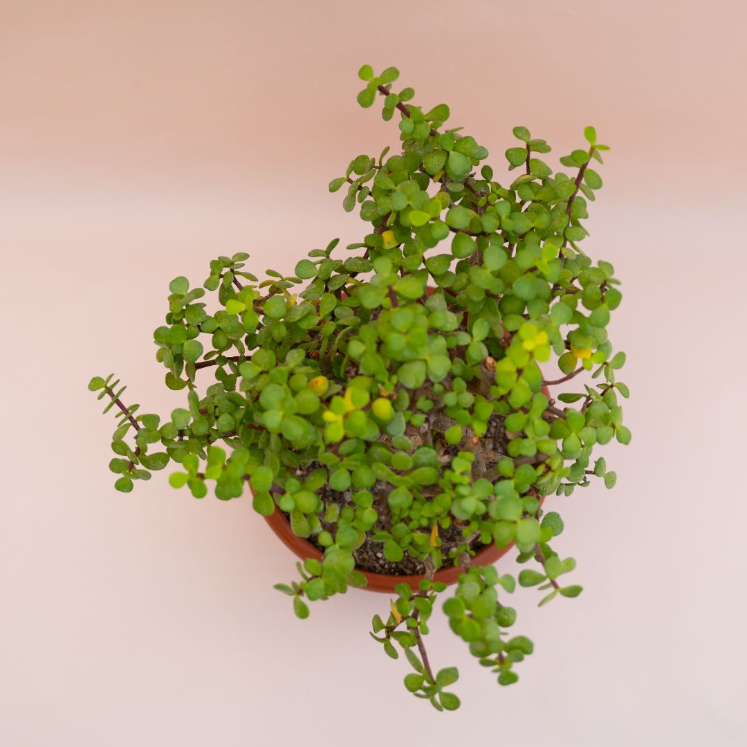 Portulacaria afra Ø 20 cm – Image 3