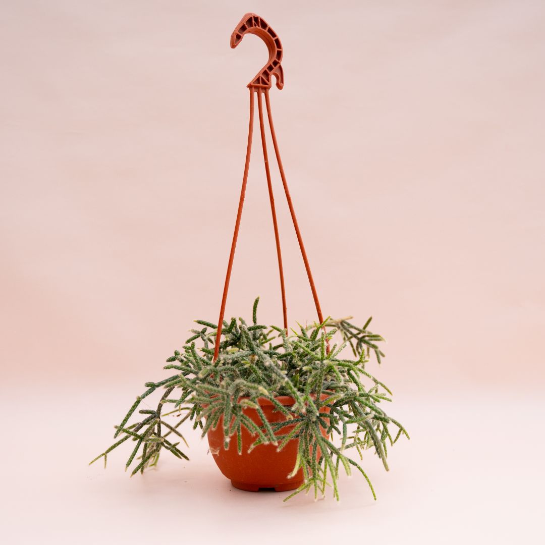 Rhipsalis pilocarpa Ø 14 cm Rhipsalis pilocarpa Ø 14 cm