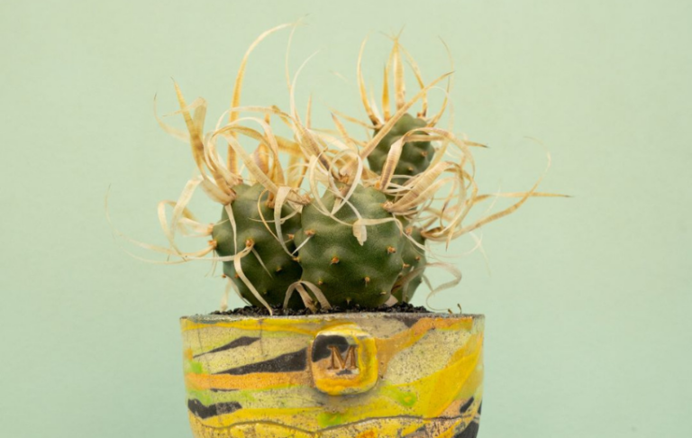 cactus tephrocactus entretien espèces