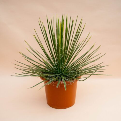 Agave geminiflora Ø 25 cm