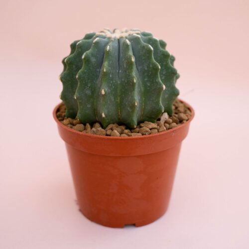 Ferocactus glaucescens nudum Ø 13 cm