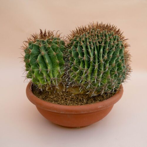 Ferocactus wislizeni f. cristata Ø 25 cm