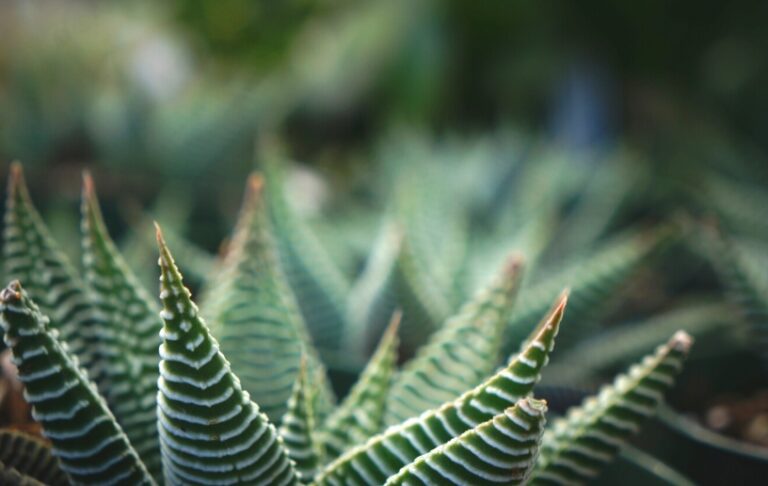 plante grasse haworthia