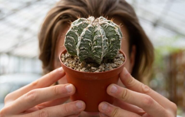succulentes rares