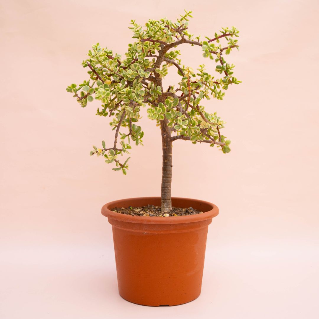 Portulacaria afra variegata Ø 25 cm