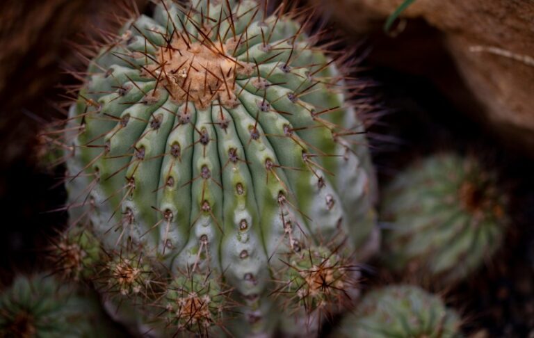 entretenir cactus rare copiapoa