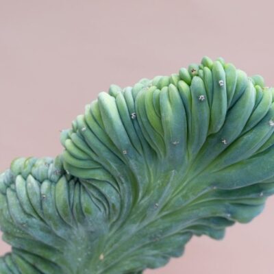 entretien myrtillocactus