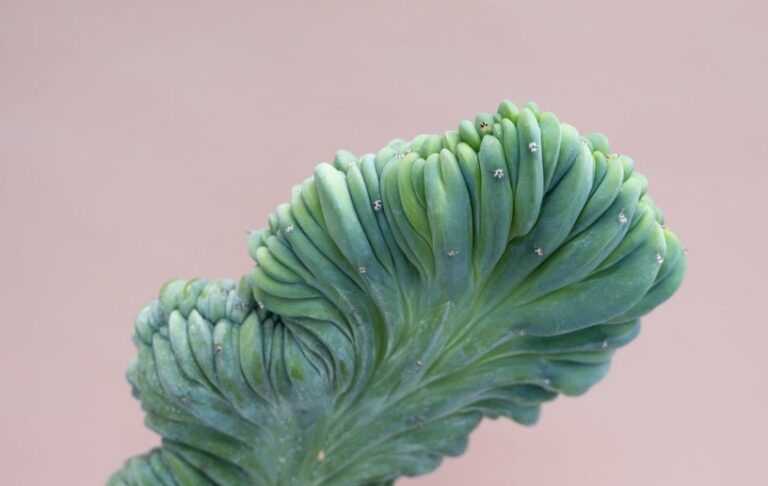 entretien myrtillocactus