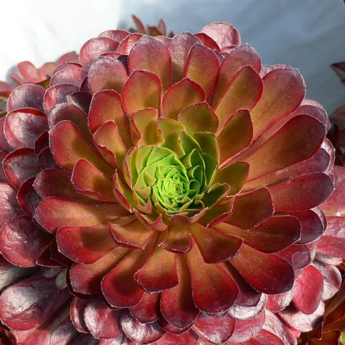 x Semponium 'Sienna' Ø 17 cm cod. 665F